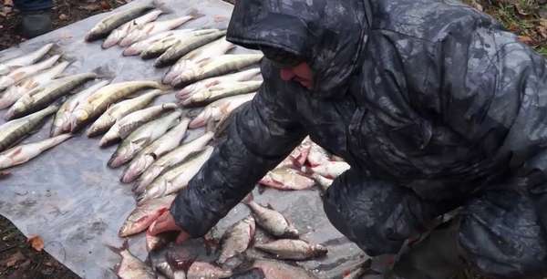 Подсчет причиненного ущерба за незаконный вылов рыбы